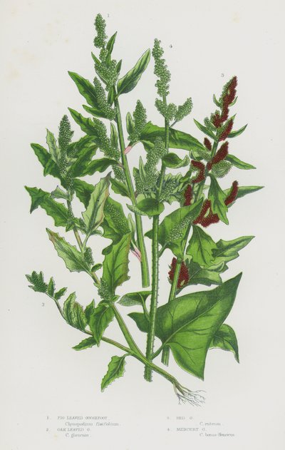 Piante da fiore della Gran Bretagna: Chenopodio a foglie di fico, Chenopodio a foglie di quercia, Chenopodio rosso, Chenopodio mercuriale (litografia a colori) da English School