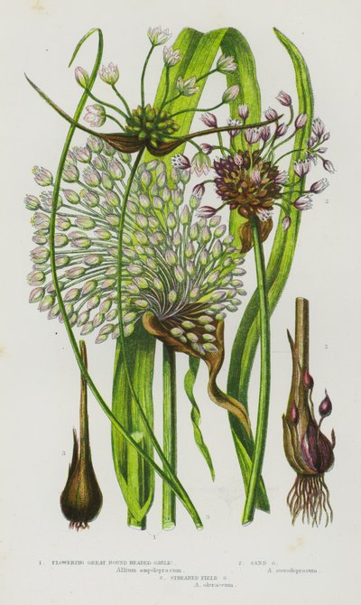 Piante da fiore della Gran Bretagna: Aglio a testa grande fiorito, Aglio di sabbia, Aglio di campo striato (litografia a colori) da English School