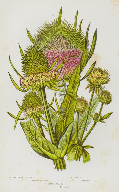 Piante da fiore della Gran Bretagna: Cardo dei follatori, Cardo selvatico, Cardo piccolo da English School