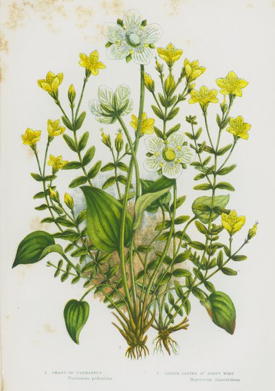 Piante da fiore della Gran Bretagna: Erba di Parnaso, Iperico a foglie lineari da English School