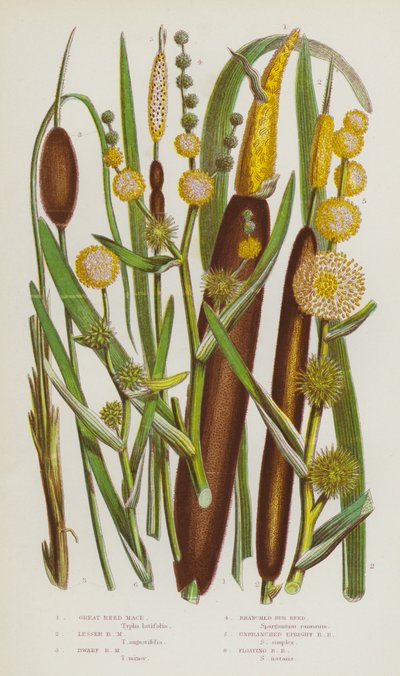 Piante Fiorite della Gran Bretagna: Mazzasorda Maggiore, Mazzasorda Minore, Mazzasorda Nana, Sparganio Ramificato, Sparganio Eretto Non Ramificato, Sparganio Galleggiante da English School