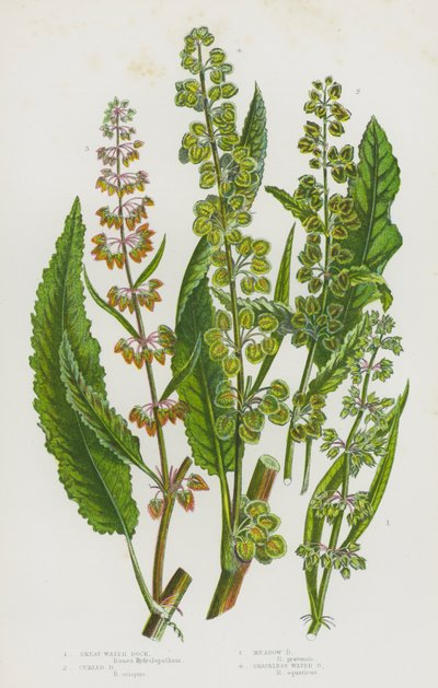 Piante da fiore della Gran Bretagna: Romice acquatico grande, Romice arricciato, Romice dei prati, Romice acquatico senza grani da English School