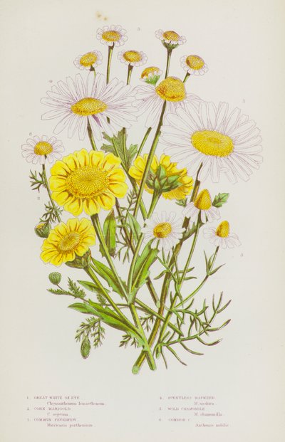 Piante da fiore della Gran Bretagna: Margherita maggiore, Calendula dei campi, Febbre comune, Camomilla inodore, Camomilla selvatica, Camomilla comune da English School