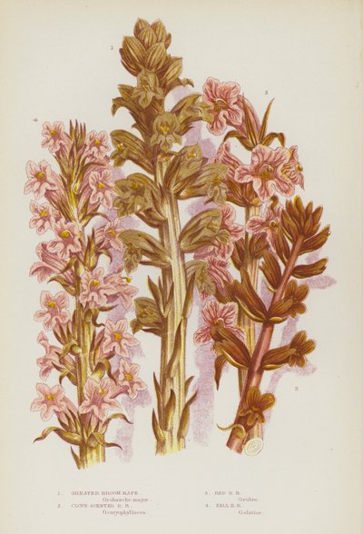 Piante da fiore della Gran Bretagna: Succiamele maggiore, Succiamele profumato di chiodi di garofano, Succiamele rosso, Succiamele alto (litografia a colori) da English School