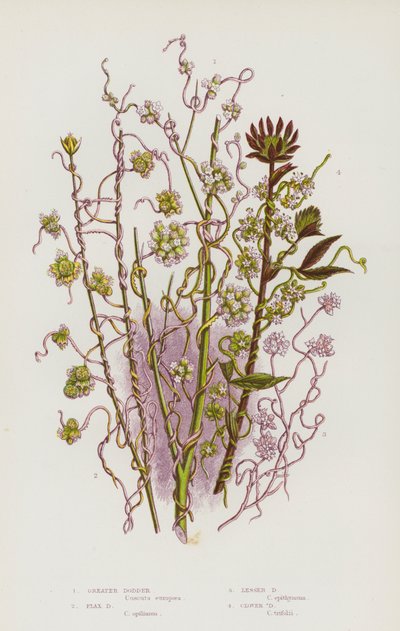 Piante da fiore della Gran Bretagna: Cuscuta maggiore, Cuscuta del lino, Cuscuta minore, Cuscuta del trifoglio (litografia a colori) da English School