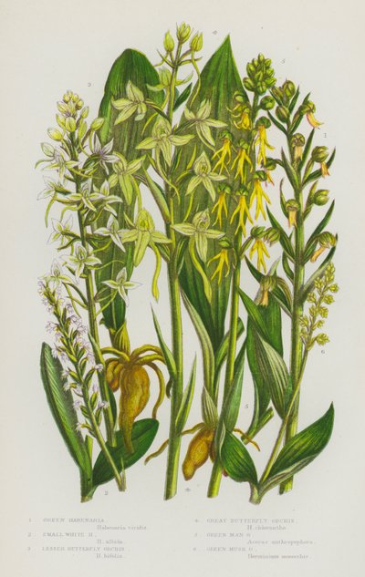 Piante da fiore della Gran Bretagna: Habenaria verde, Habenaria bianca piccola, Orchidea farfalla minore, Orchidea farfalla maggiore, Orchidea uomo verde, Orchidea muschiata verde da English School