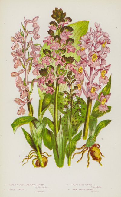 Piante da fiore della Gran Bretagna: Orchidea prativa a ali verdi, Orchidea precoce a fiori viola, Orchidea nana a ali scure, Orchidea grande a ali brune da English School