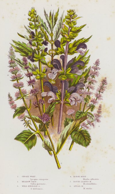 Piante da fiore della Gran Bretagna: Erba di San Giovanni, Salvia dei prati, Salvia inglese selvatica, Menta cavallina, Menta a foglie rotonde, Menta a foglie lanceolate da English School