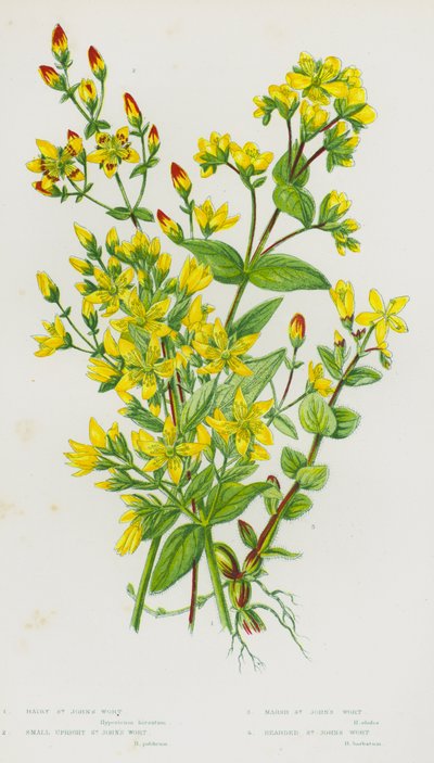 Piante da fiore della Gran Bretagna: Hairy St John