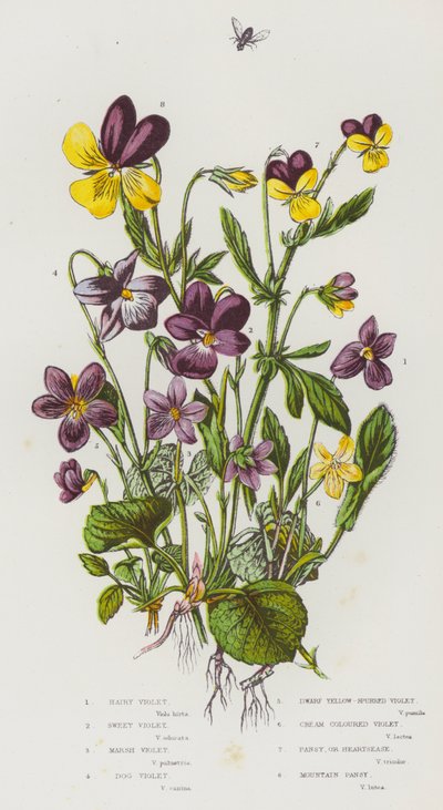 Piante da fiore della Gran Bretagna: Viola hirta, Viola odorata, Viola palustris, Viola canina, Viola lutea, Viola tricolor, Viola lutea subsp. calaminaria da English School