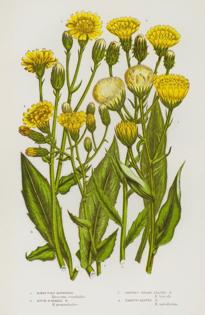 Piante da fiore della Gran Bretagna: Erba di miele, Erba di miele a bordi ruvidi, Erba di miele a foglie larghe, Erba di miele a foglie strette (litografia a colori) da English School