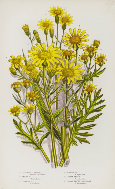 Piante da fiore della Gran Bretagna: Senecione inelegante, Senecione grigio, Senecione comune, Senecione delle paludi, Senecione delle grandi paludi, Senecione a foglie larghe da English School