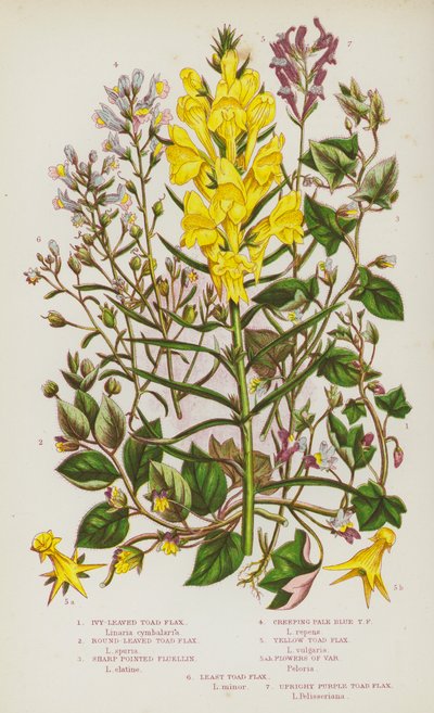Piante Fiorite della Gran Bretagna: Lino delle Fate a Foglia di Edera, Lino delle Fate a Foglia Rotonda, Fluellin a Punta Acuta, Lino delle Fate Strisciante Azzurro Pallido, Lino delle Fate Giallo, Fiori di Var, Lino delle Fate Minimo, Lino delle Fate Viol da English School