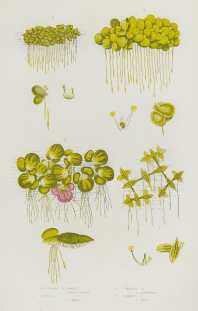 Piante da fiore della Gran Bretagna: Lemna trisulca, Lemna minor, Lemna gibba da English School
