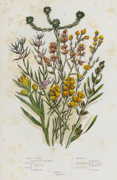 Piante da fiore della Gran Bretagna: Gnaphalium comune, Gnaphalium delle Highlands, Gnaphalium delle paludi, Gnaphalium nano, Filago a foglie strette, Filago minore, Filago comune da English School