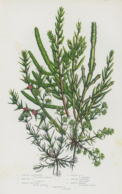 Piante da fiore della Gran Bretagna: Salicornia europea, Salicornia perenne, Suaeda maritima, Suaeda maritima annuale, Salsola kali, Scleranthus annuus, Scleranthus perenne da English School