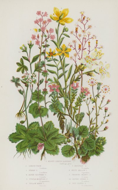 Piante da fiore della Gran Bretagna: Sassifraga a foglie reniformi, Sassifraga stellata, Sassifraga alpina a grappolo, Sassifraga montana viola, Sassifraga gialla di palude, Sassifraga gialla di montagna, Sassifraga bianca di prato, Sassifraga bulbosa pend da English School