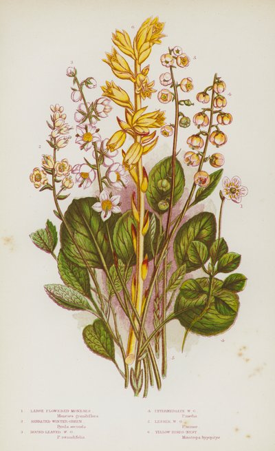 Piante fiorite della Gran Bretagna: Moneses a fiore grande, Winter-Green seghettato, Winter-Green a foglia rotonda, Winter-Green intermedio, Winter-Green minore, Nido d
