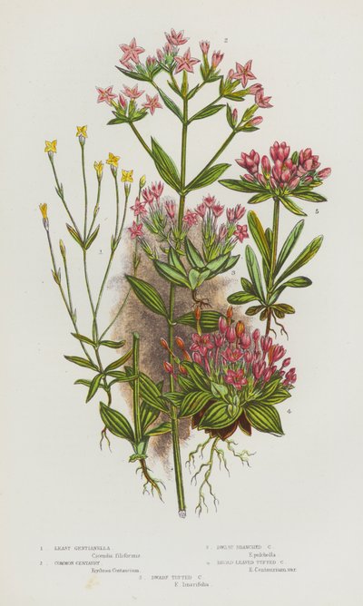 Piante fiorite della Gran Bretagna: Gentianella minore, Centaurea comune, Centaurea ramificata nana, Centaurea a foglia larga, Centaurea nana (litografia a colori) da English School