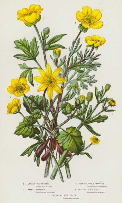 Piante Fiorite della Gran Bretagna: Ranuncolo Minore, Ranuncolo di Bosco, Ranuncolo a Foglie di Sedano, Ranuncolo Bulboso, Ranuncolo Strisciante da English School