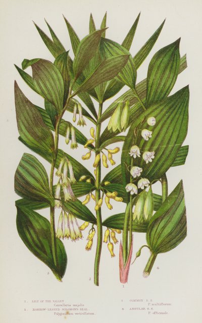 Piante Fiorite della Gran Bretagna: Mughetto, Sigillo di Salomone a Foglie Strette, Sigillo di Salomone Comune, Sigillo di Salomone Angolare da English School