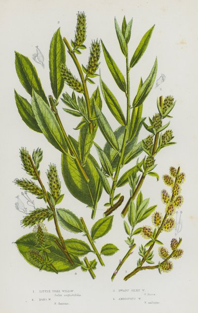 Piante da fiore della Gran Bretagna: Salice arboreo piccolo, Salice di Don, Salice nano setoso, Salice ambiguo da English School