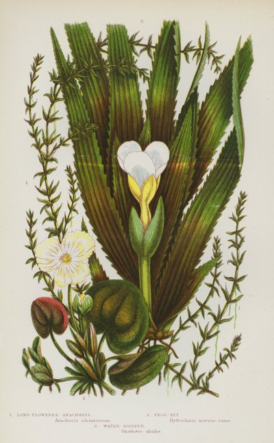 Piante da fiore della Gran Bretagna: Anacharis a fiori lunghi, Castagna d