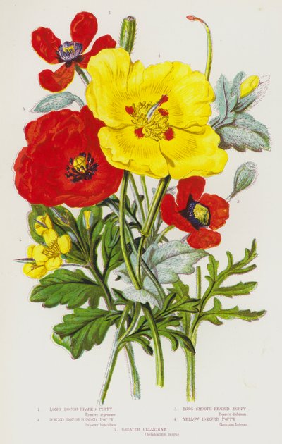 Piante Fiorite della Gran Bretagna: Papavero a Testa Ruvida Lunga, Papavero a Testa Ruvida Rotonda, Papavero a Testa Liscia Lunga, Papavero Cornuto Giallo, Chelidonia Maggiore da English School