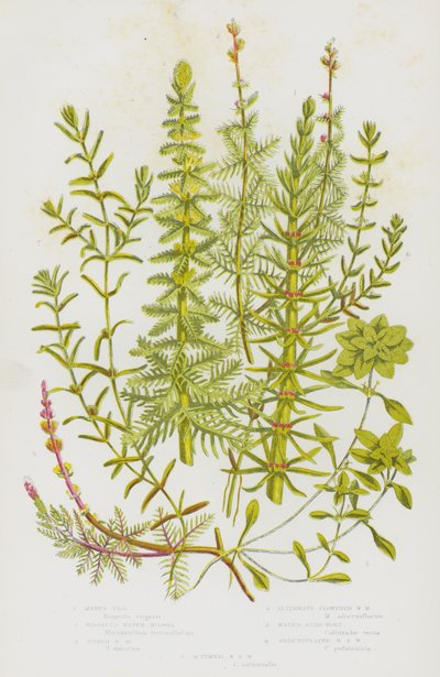 Piante da fiore della Gran Bretagna: Millefoglio d