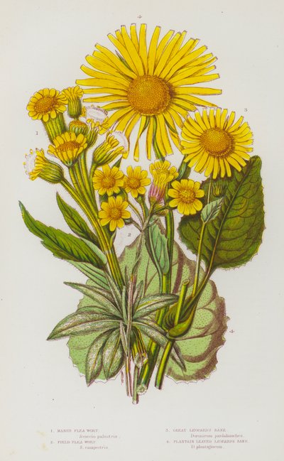 Piante da fiore della Gran Bretagna: Pulicaria delle paludi, Pulicaria dei campi, Arnica maggiore, Arnica a foglie di piantaggine da English School