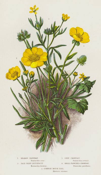 Piante da fiore della Gran Bretagna: Ranuncolo dei prati, Ranuncolo peloso pallido, Ranuncolo dei campi, Ranuncolo a piccoli fiori, Coda di topo comune da English School