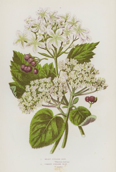 Piante da fiore della Gran Bretagna: Viburno farinaceo, Viburno comune (litografia a colori) da English School