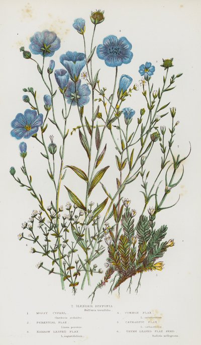 Piante da fiore della Gran Bretagna: Cyphel muschioso, Lino perenne, Lino a foglie strette, Lino comune, Lino catartico, Lino a foglie di timo, Buffonia snella da English School
