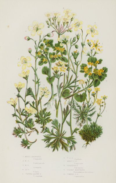 Piante da fiore della Gran Bretagna: Sassifraga muscosa, Sassifraga alpina a ciuffo, Sassifraga geranio, Sassifraga dorata, Sassifraga dorata comune da English School