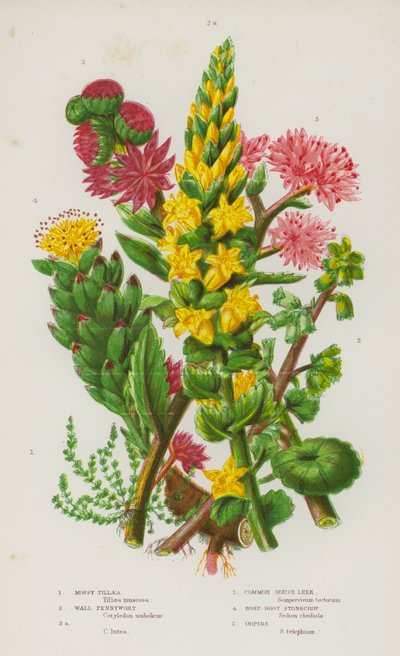 Piante da fiore della Gran Bretagna: Tillaea muscosa, Umbilicus rupestris, Umbilicus rupestris, Sempervivum tectorum, Sedum roseum, Sedum telephium da English School