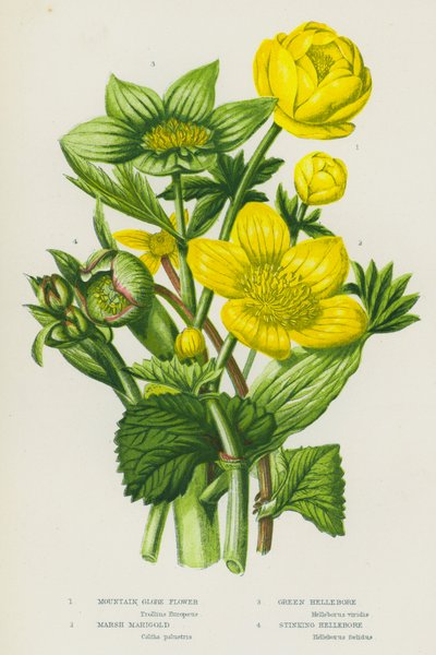 Piante fiorite della Gran Bretagna: Fiore di montagna, Calta palustre, Elleboro verde, Elleboro puzzolente da English School