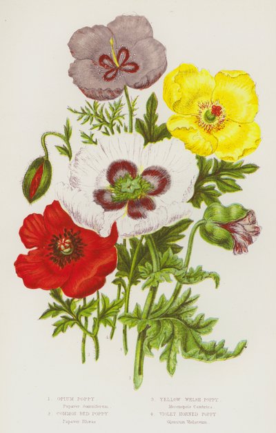 Piante da fiore della Gran Bretagna: Clematis vitalba, Thalictrum alpinum, Thalictrum flavum, Thalictrum minus da English School