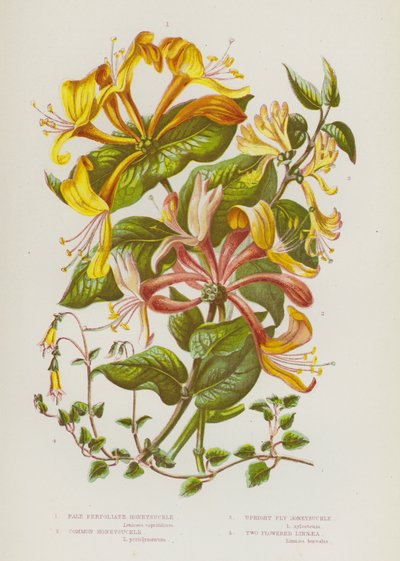Piante Fiorite della Gran Bretagna: Caprifoglio Pallido Perfoliato, Caprifoglio Comune, Caprifoglio Eretto, Linnea a Due Fiori da English School