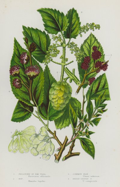 Piante da fiore della Gran Bretagna: Parietaria, Luppolo, Olmo comune, Olmo a foglie larghe da English School