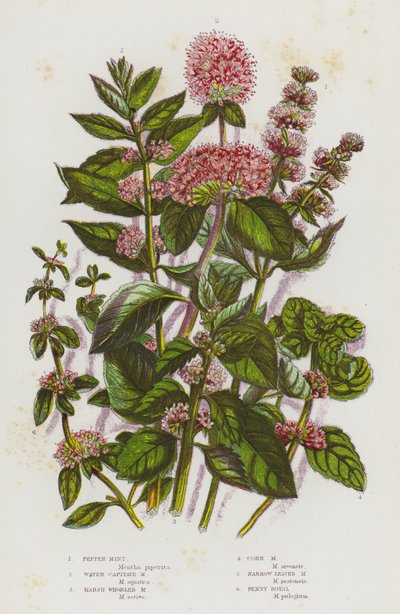 Piante da fiore della Gran Bretagna: Mentha piperita, Mentha aquatica, Mentha arvensis, Mentha pulegium da English School