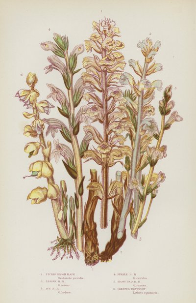 Piante Fiorite della Gran Bretagna: Picris Broom Rape, Lesser Broom Rape, Ivy Broom Rape, Purple Broom Rape, Branched Broom Rape, Greater Toothwort da English School