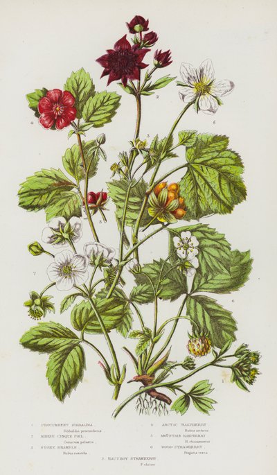 Piante da fiore della Gran Bretagna: Sibbaldia prostrata, Cinquefoglia palustre, Rovo di pietra, Lampone artico, Lampone di montagna, Fragola di bosco, Fragola Hautboy da English School