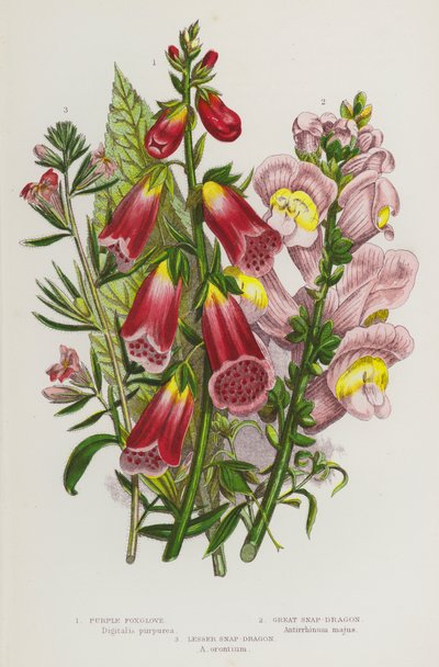 Piante da fiore della Gran Bretagna: Digitale purpurea, Bocca di leone grande, Bocca di leone minore da English School