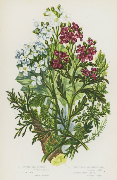 Piante fiorite della Gran Bretagna: Razzo di mare viola, Cavolo di mare, Crescione verrucoso o Crescione di maiale, Crescione minore da English School