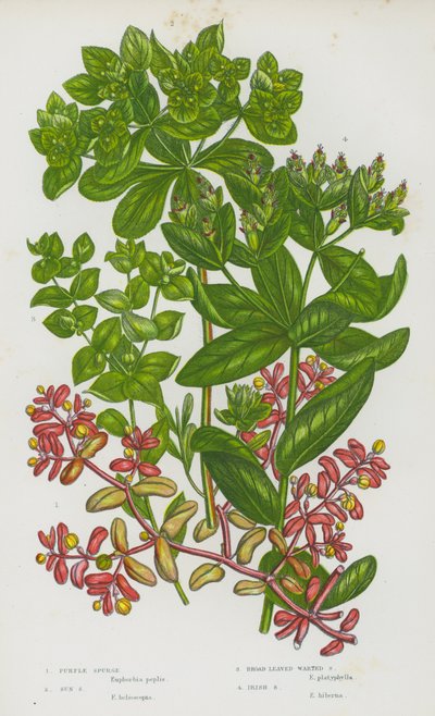 Piante Fiorite della Gran Bretagna: Euforbia Viola, Euforbia del Sole, Euforbia Verrucosa a Foglie Larghe, Euforbia Irlandese da English School