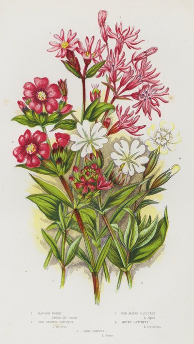 Piante da fiore della Gran Bretagna: Garofano dei prati, Silene rossa tedesca, Silene alpina rossa, Silene bianca, Silene dioica da English School