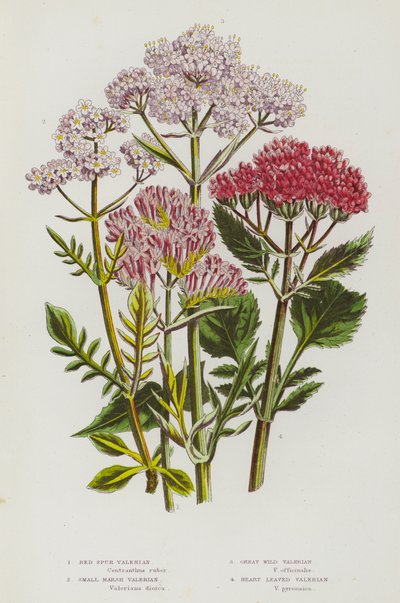 Piante fiorite della Gran Bretagna: Valeriana rossa, Piccola valeriana di palude, Grande valeriana selvatica, Valeriana a foglia di cuore (litografia a colori) da English School