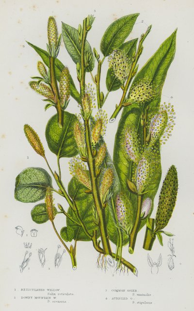 Piante Fiorite della Gran Bretagna: Salice Reticolato, Salice di Montagna Lanoso, Vimineto Comune, Vimineto Auricolato da English School