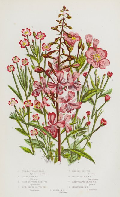 Piante da fiore della Gran Bretagna: Rose-Bay Willow Herb, Great Hairy Willow Herb, Small Flowered Hairy Willow Herb, Broad Smooth Leaved Willow Herb, Pale Smooth Leaved Willow Herb, Sqaure Stalked Willow Herb, Narrow Leaved Marsh Willow Herb, Chickweed Le da English School