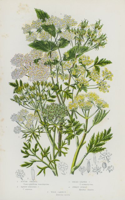 Piante fiorite della Gran Bretagna: Cerfoglio ruvido, Cerfoglio fruttato fulvo, Cerfoglio a foglia larga, Cicely dolce, Carota selvatica (litografia a colori) da English School